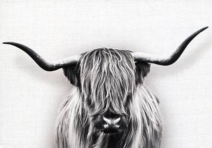 Postkarte - Scottish Highland Cow / Schottisches Hochlandrind
